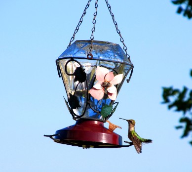 Female Ruby-Throated Hummingbird